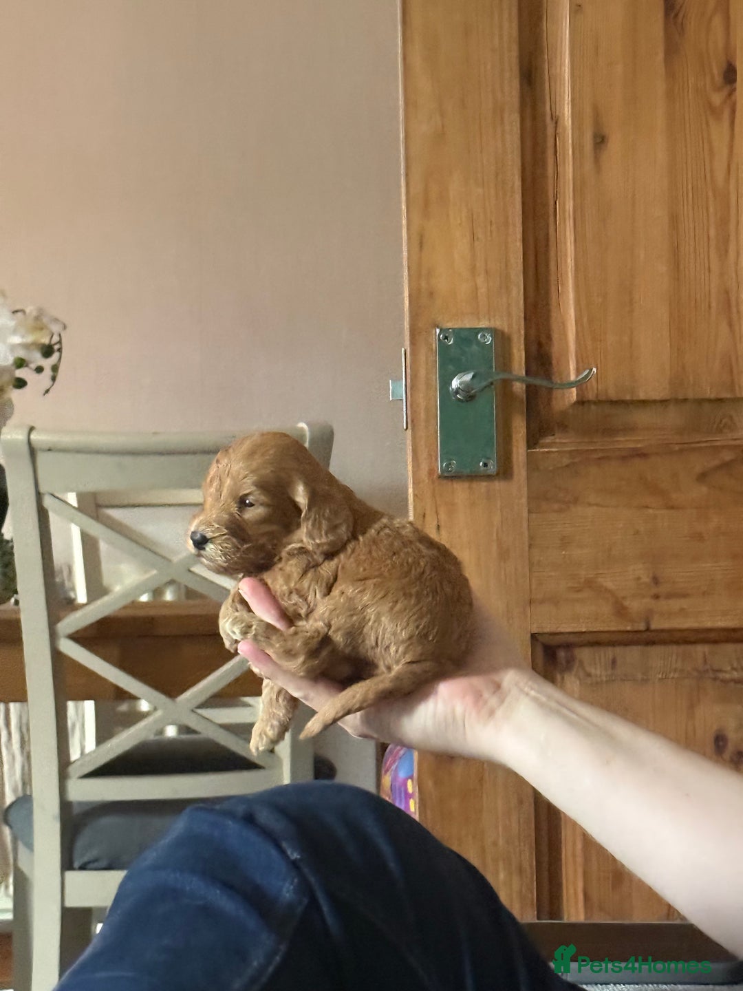 Cockapoo dogs for sale: 7 beautiful miniature cockapoos  - Image 16