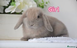 Mini Lop rabbits for sale: Beautiful pure mini lop bunnies  - Image 1