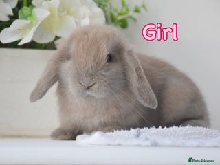 Mini Lop rabbits - Advert 12