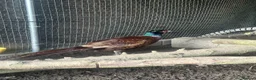 Pheasants poultry for sale: Pheasants available  in Manchester - Advert 3