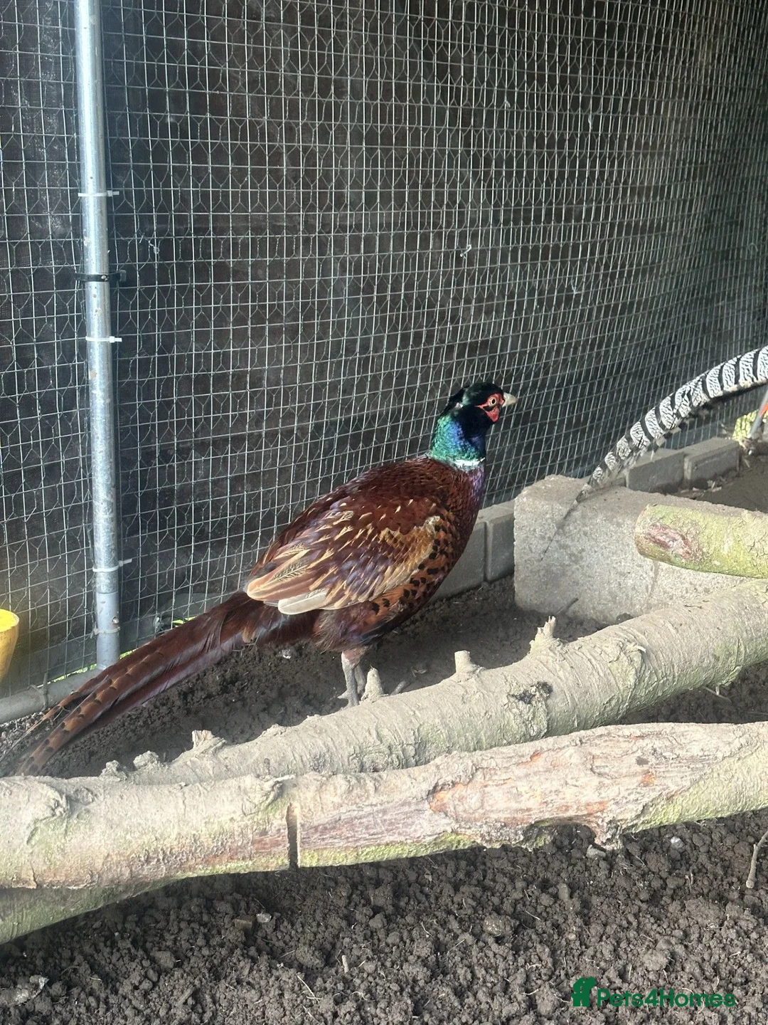 Pheasants poultry for sale: Pheasants available  in Manchester - Advert 3