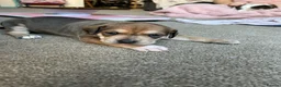 Mixed Breed dogs for sale: Beautiful Staffie cross puppies - Advert 26