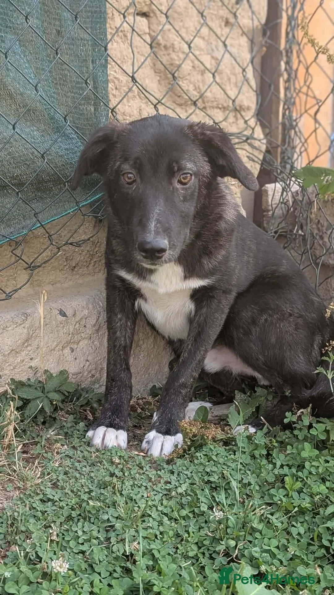 Mixed Breed dogs for adoption: Green for adoption in Hastings - Advert 5