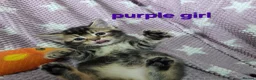 Mixed Breed cats for sale: Beautiful kittens looking for their forever homes  - Advert 27