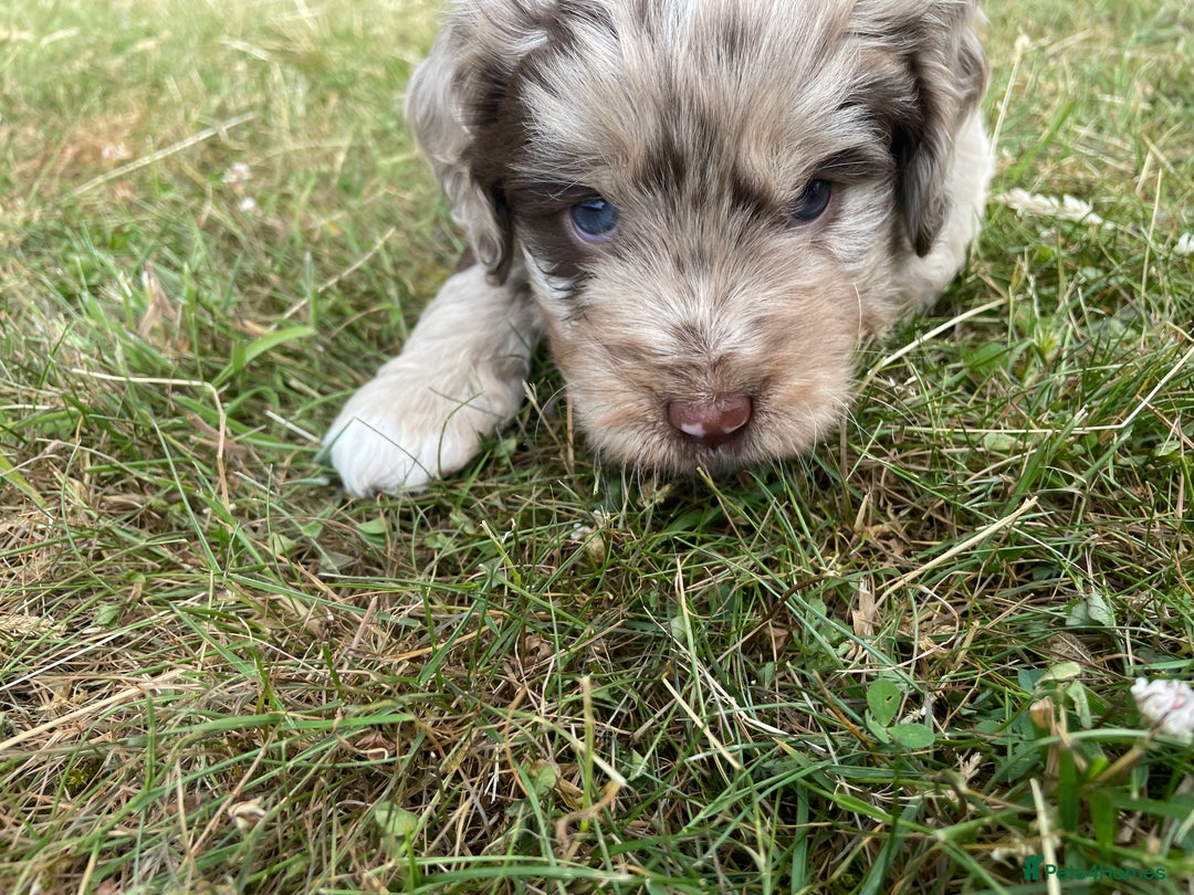 Sproodle dogs for sale: Sproodle Puppy 3 - 💥 Rare Gorgeous Chocolate Merle Sproodles 🐶 - Image 7