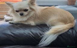 Chihuahua dogs for sale: Beautiful Spayed girl 5 years old - Image 3