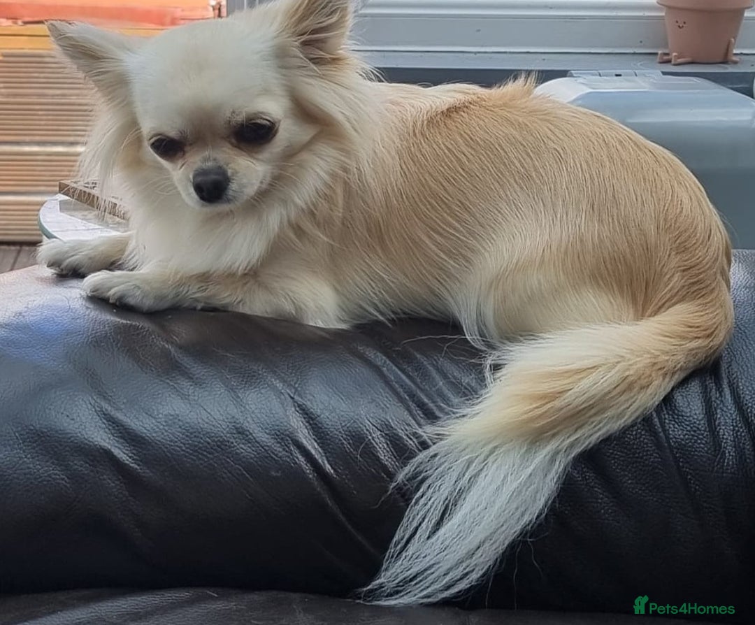 Chihuahua dogs for sale: Beautiful Spayed girl 5 years old - Image 3
