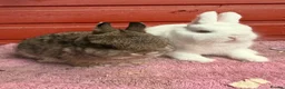 Netherland Dwarf rabbits for sale: Young Netherland Dwarfs - Advert 6