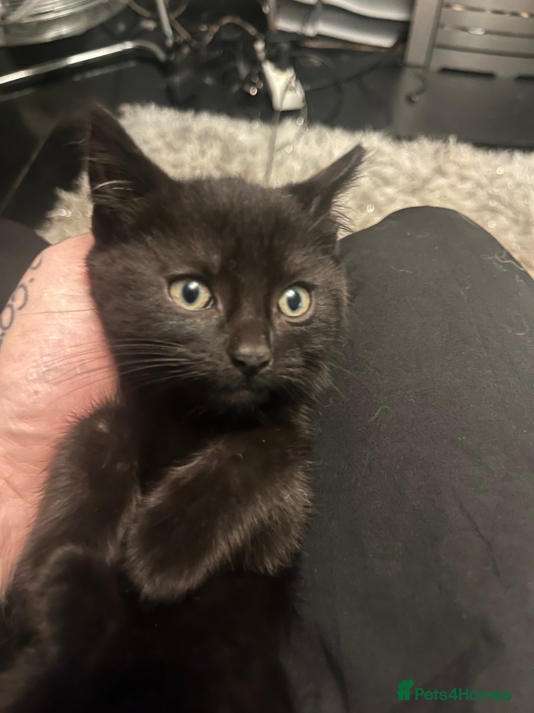 Mixed Breed cats for sale: 2 black girls 9 weeks old - Image 2