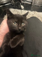 Mixed Breed cats - Advert 12