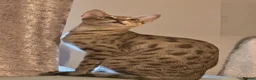 Savannah cats for sale: F4 savannah kittens ready to go - Advert 11