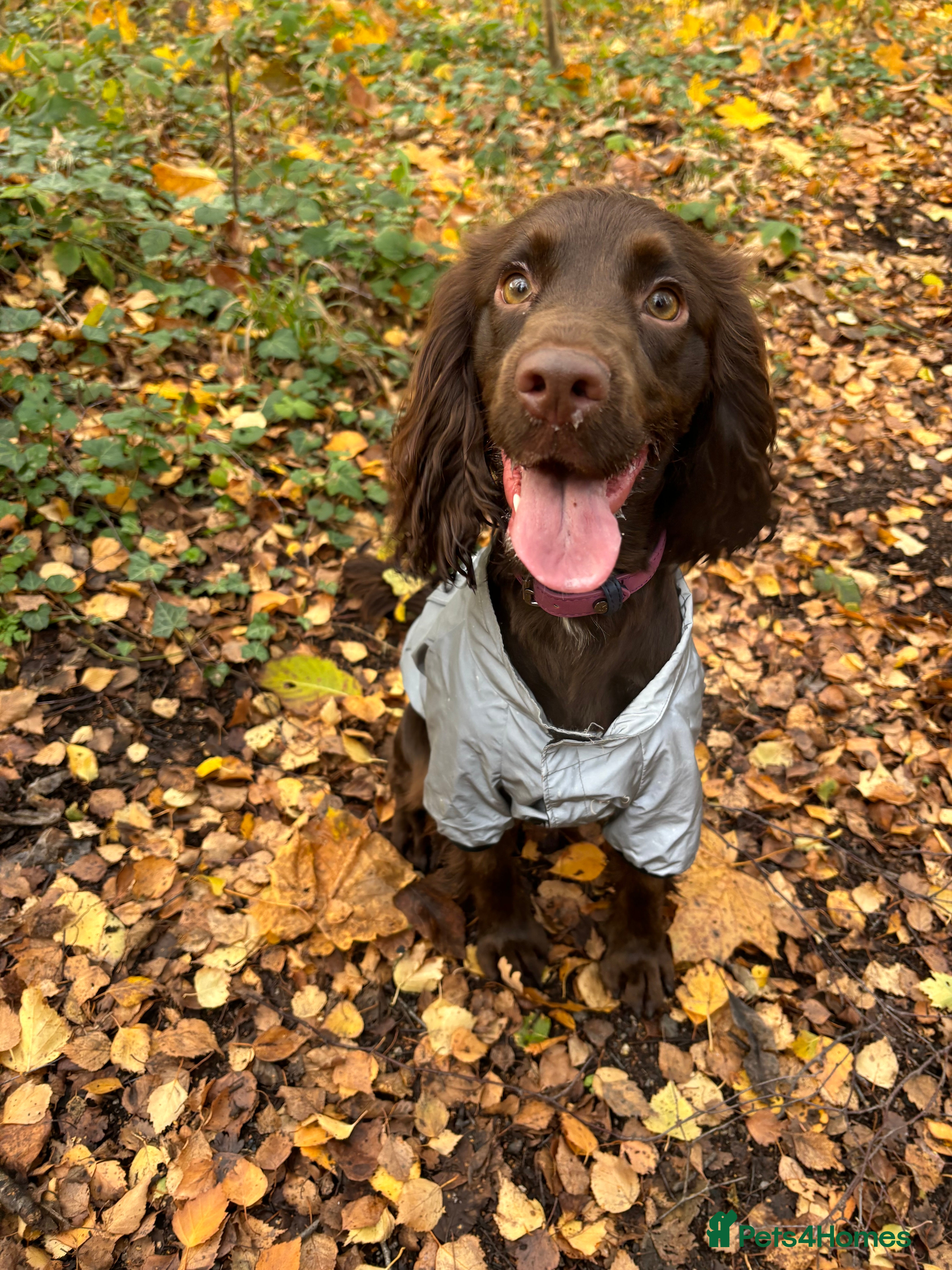 Cocker Spaniel dogs 10 month old cocker spaniel for sale  - Advert 11