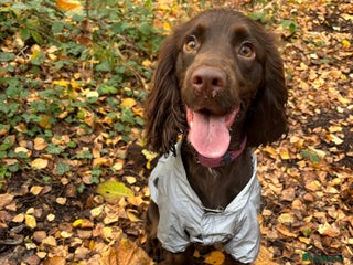 Cocker Spaniel dogs 10 month old cocker spaniel for sale - Advert 2