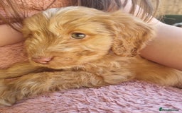 Cocker Spaniel dogs for sale: Stunning litter of cocker spaniels  - Image 12