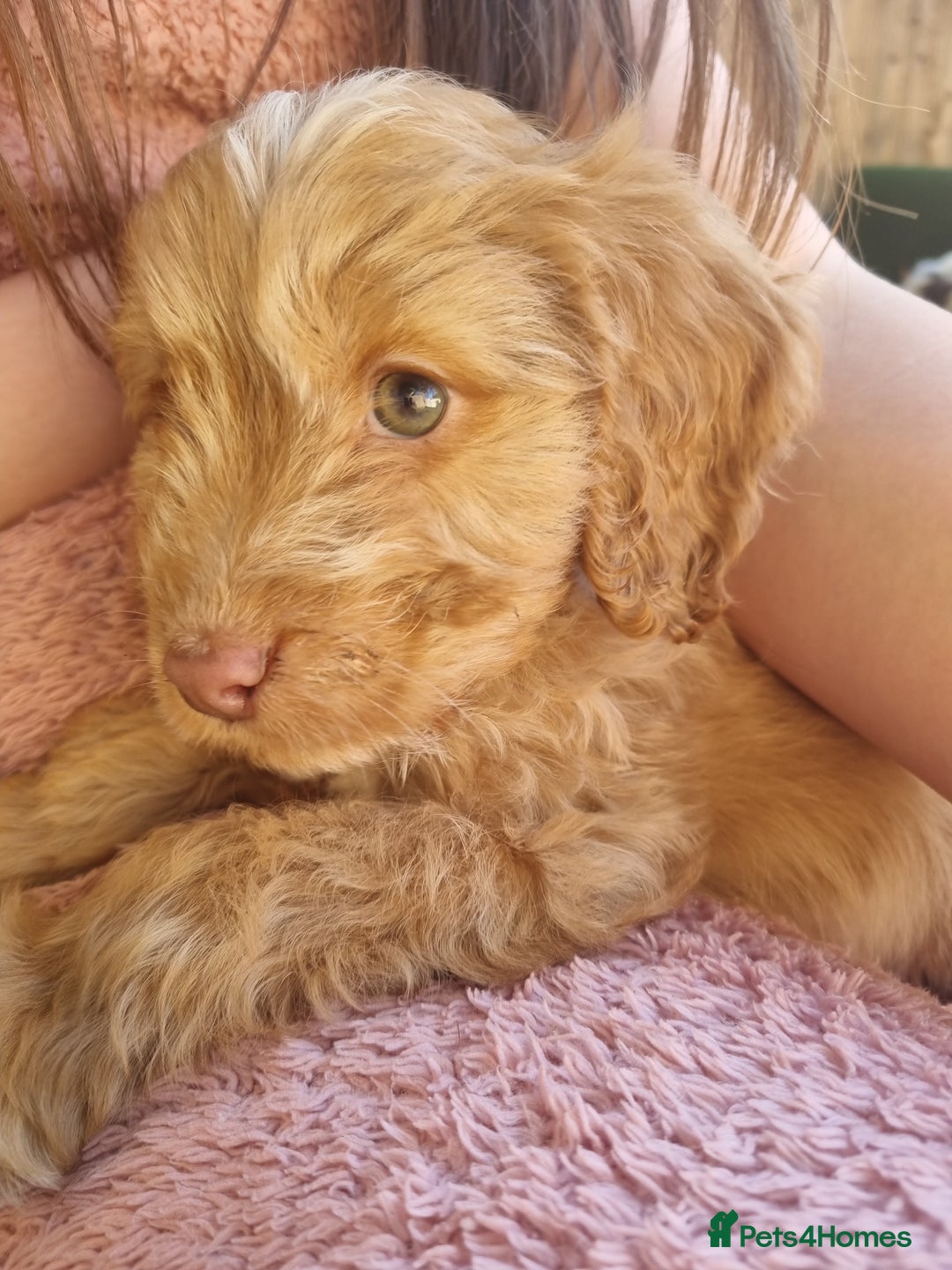 Cocker Spaniel dogs for sale: Stunning litter of cocker spaniels  - Image 12