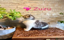 Persian cats for sale: 🐾 Adorable Persian Chinchilla “Doll Face” Kittens - Image 7