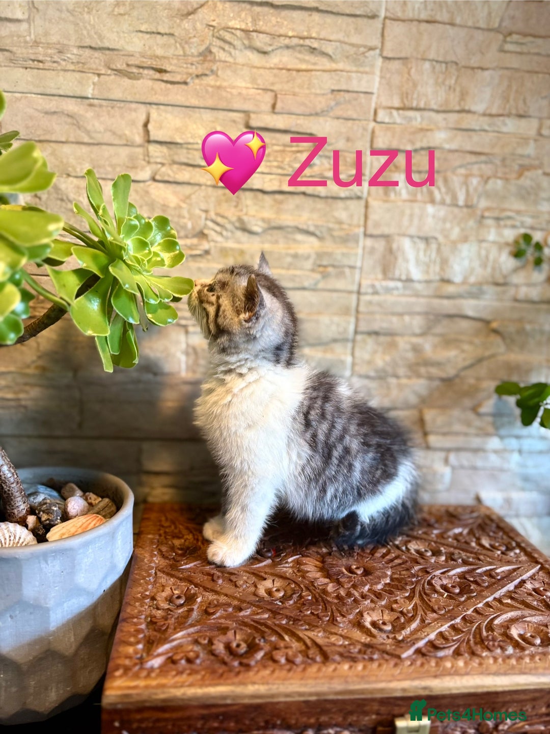 Persian cats for sale: 🐾 Adorable Persian Chinchilla “Doll Face” Kittens - Image 7