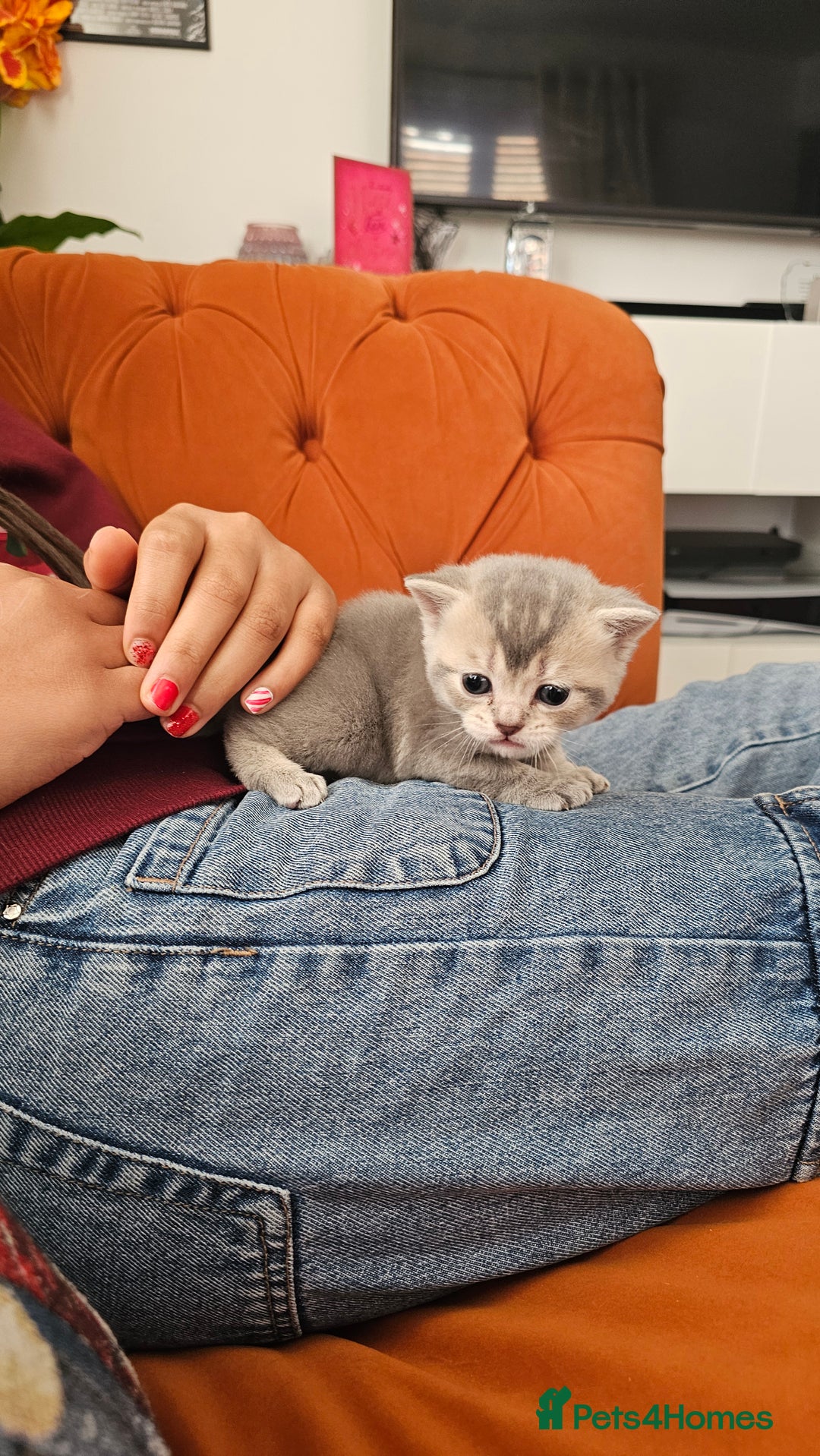 British Shorthair cats for sale: British shorthairs and Scottish straights - Advert 12