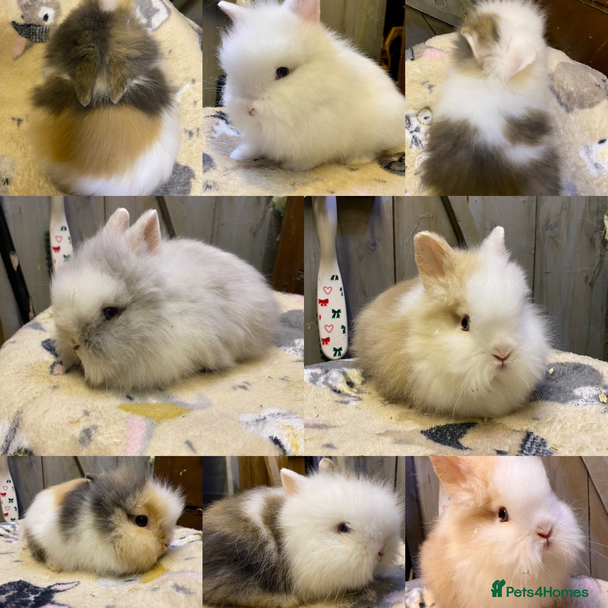 Lionhead rabbits last baby Lionhead ready to go now !  - Advert 2