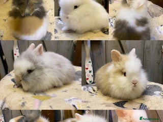 Lionhead rabbits last baby Lionhead ready to go now ! - Advert 2