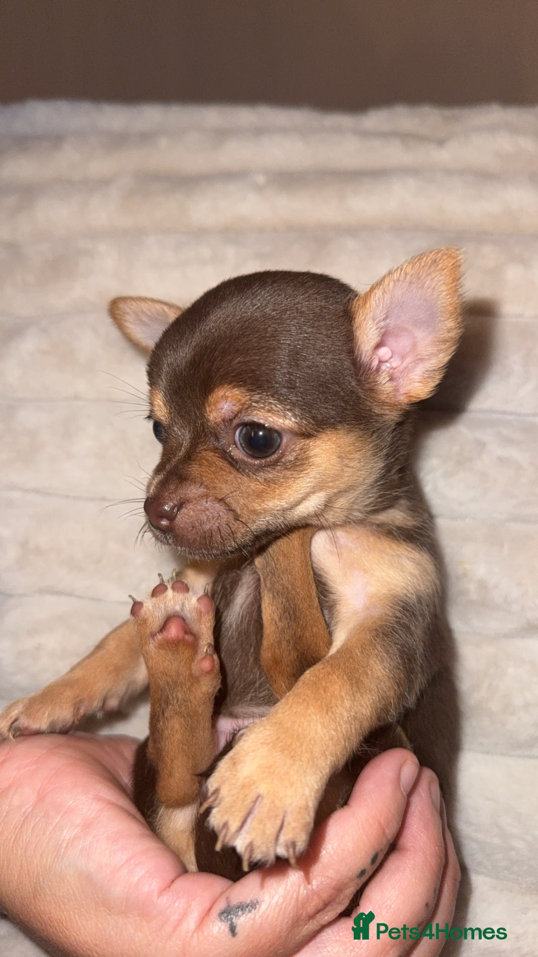 Chihuahua dogs for sale: 3 beautiful chihuahuas 2 girls 1 boy left  - Image 10
