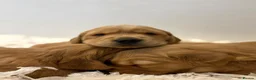 Golden Retriever dogs for sale: Fully Health Tested - KC Reg Golden Retrievers - Advert 13
