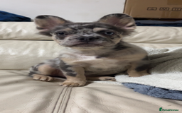 French Bulldog dogs for sale: Quality health clear fluffy French bulldogs  - Image 1
