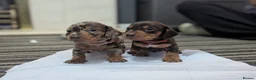 Dachshund dogs for sale: Gorgeous Smooth-Haired Dachshund Puppies - Advert 10