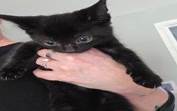 Mixed Breed cats for sale: Black kitten for sale - Image 2
