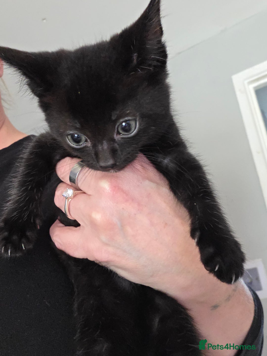 Mixed Breed cats for sale: Black kitten for sale - Image 2