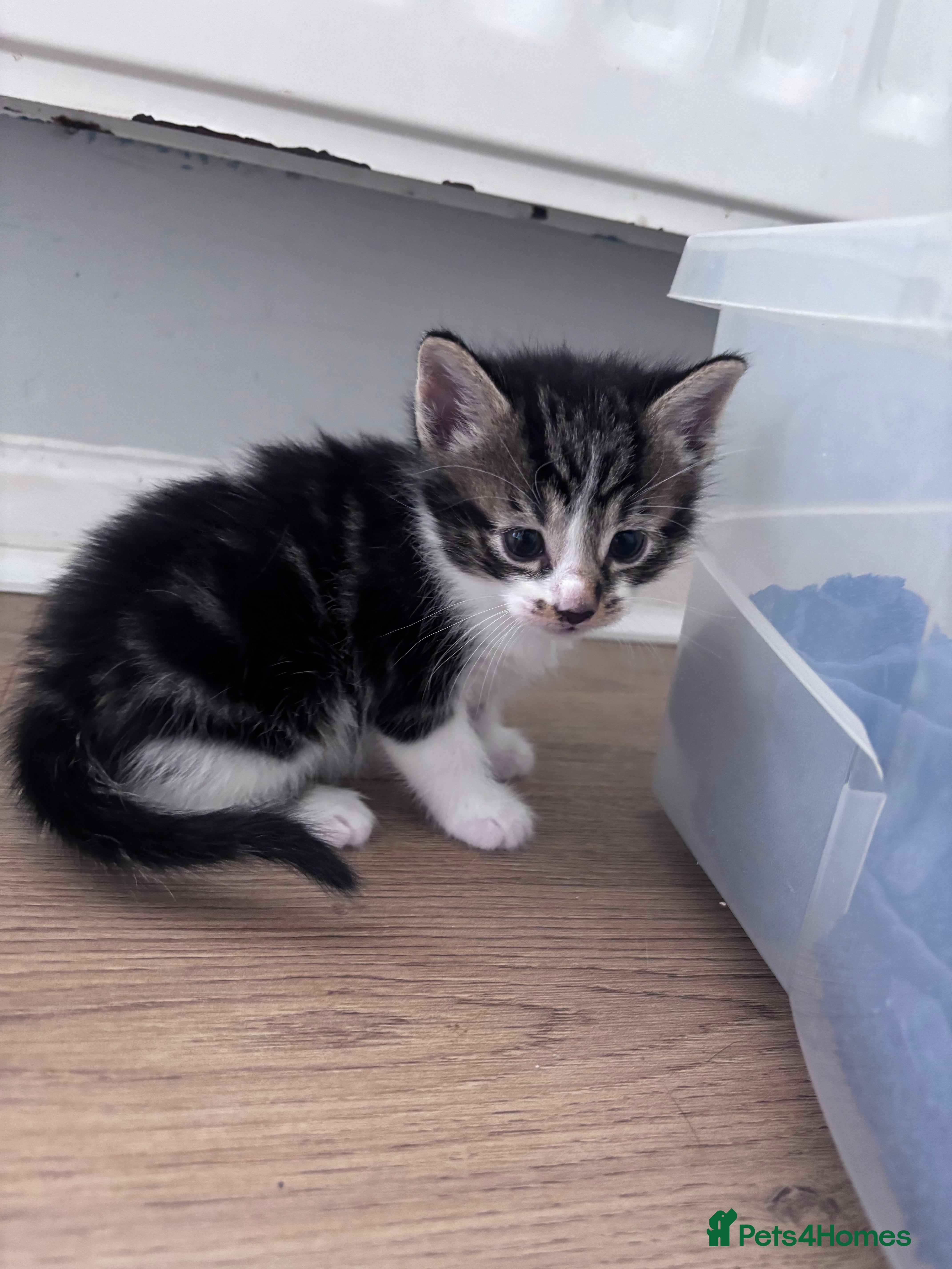 Mixed Breed Kitten 7