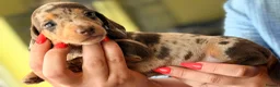 Miniature Dachshund dogs for sale: 🌸Special puppies for Special Peoples 🌸 - Advert 6