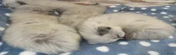 Ragdoll cats for sale: Pure ragdoll kittens  in Southend-on-Sea - Advert 3