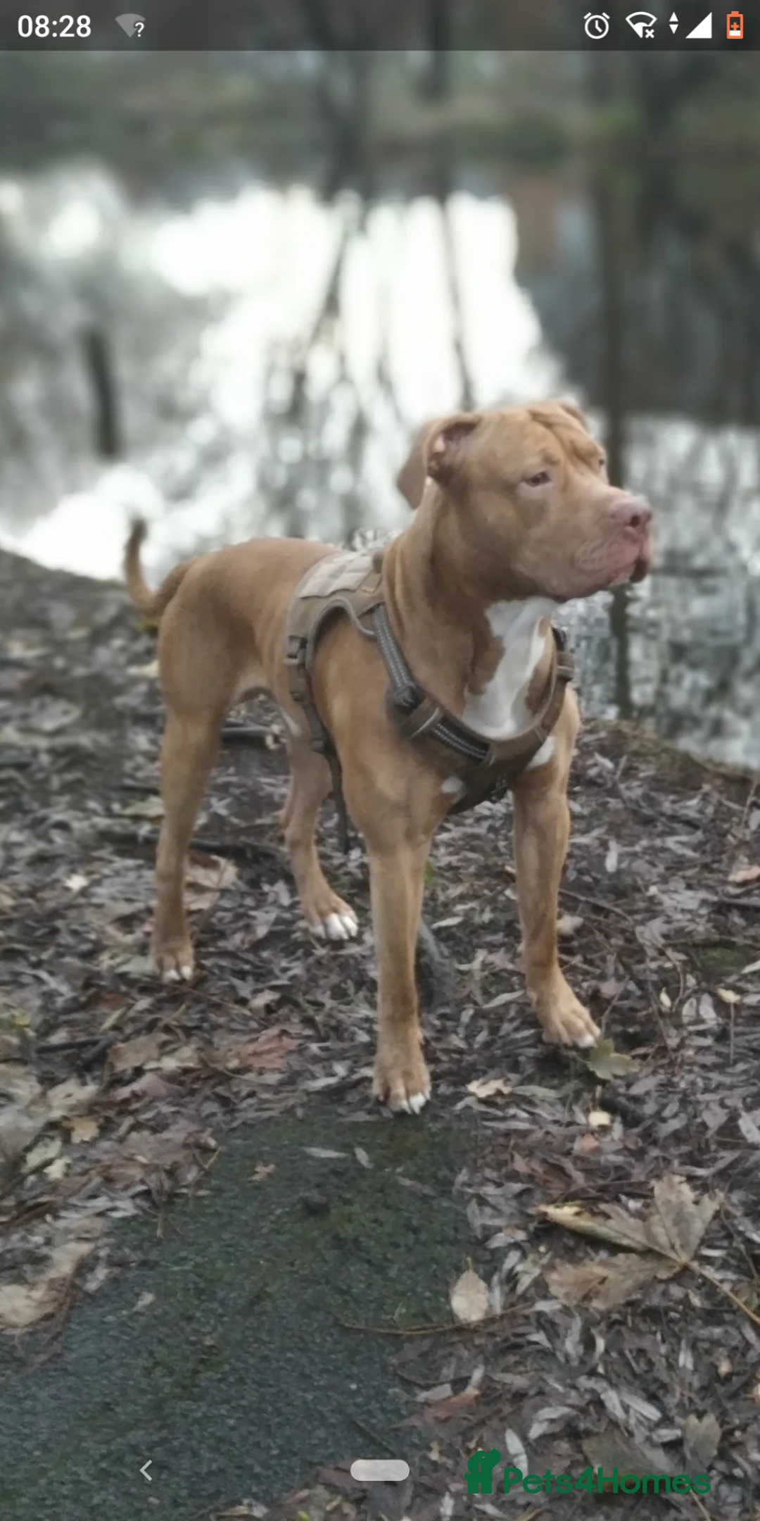 American Bully dogs for sale: American Bully Pups 8wks  in Rochdale - Advert 2