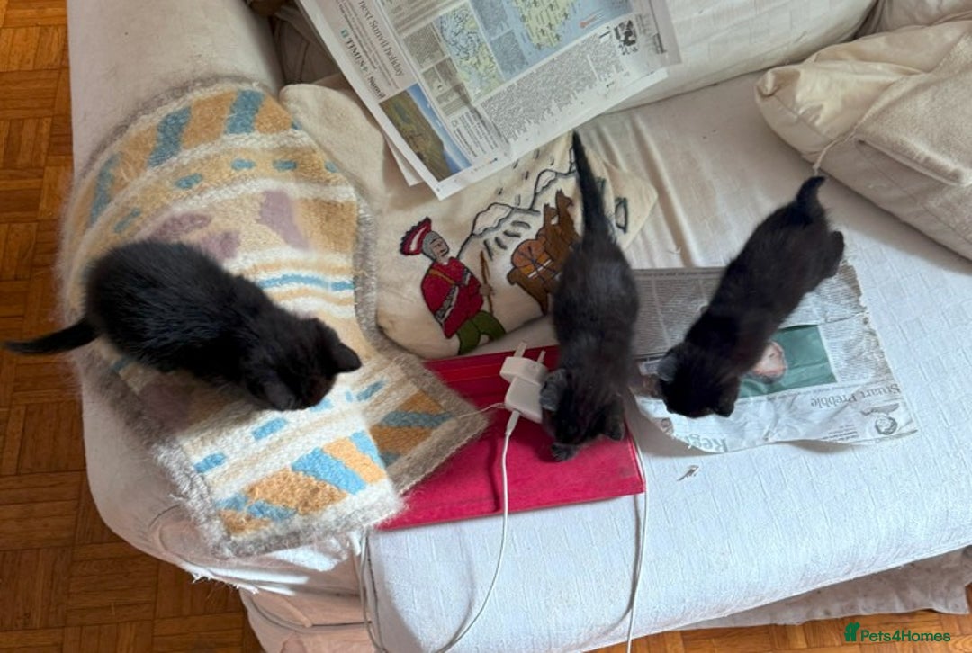 Mixed Breed cats for sale: 3 Black Kittens from White Birman Mother - Image 6