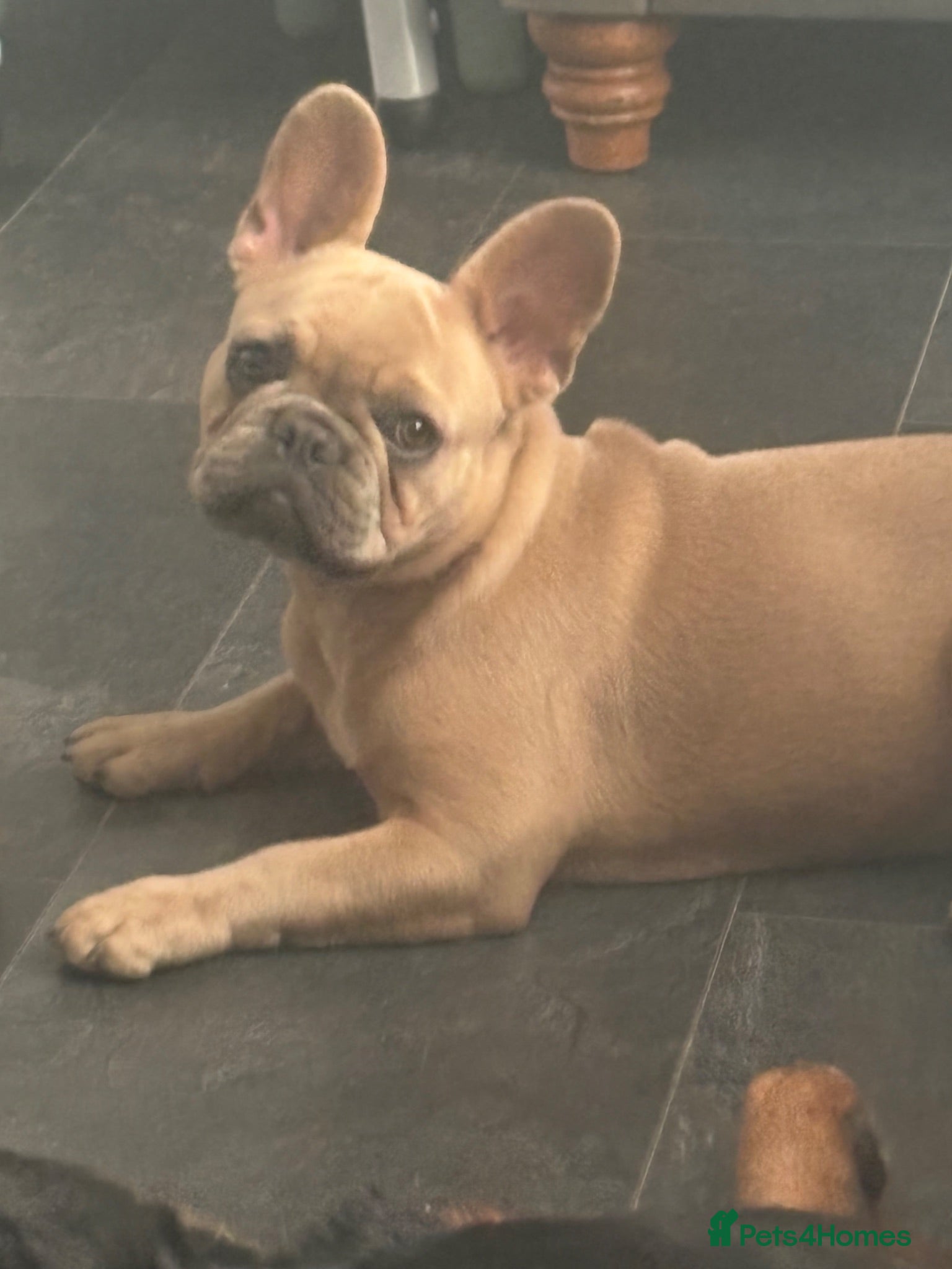 French Bulldog dogs French bulldog bitch  - Advert 5