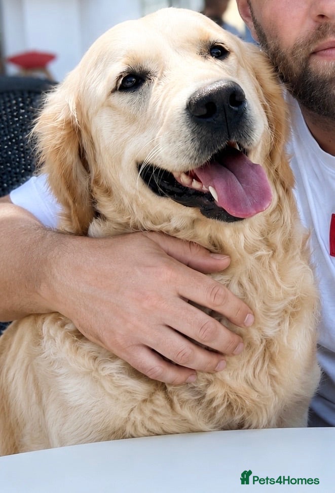 Golden Retriever dogs     Stunning KC Registered Golden Retriever Pups - Advert 2