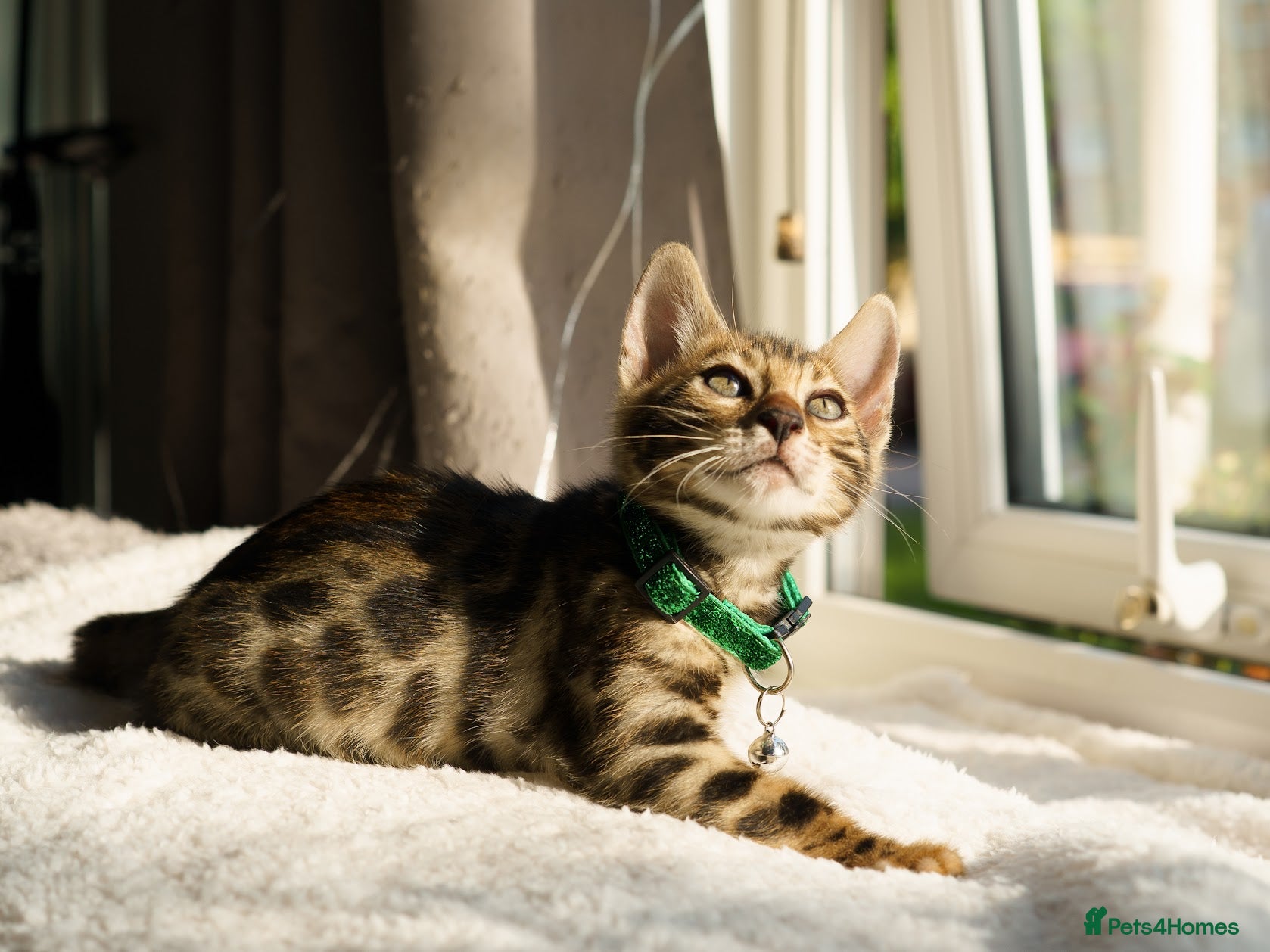 Bengal cats 6 Bengal kittens - Health and genetically tested - Advert 2