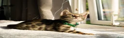 Bengal cats for sale: ONLY 4 LEFT - HEALTH/DNA TESTED BENGALS - Advert 6