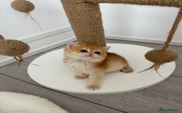 Brazilian Shorthair cats for sale: Golden British Shorthair kittens - Image 14