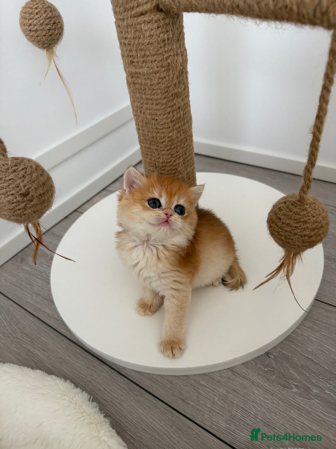 Brazilian Shorthair cats for sale: Golden British Shorthair kittens - Image 14