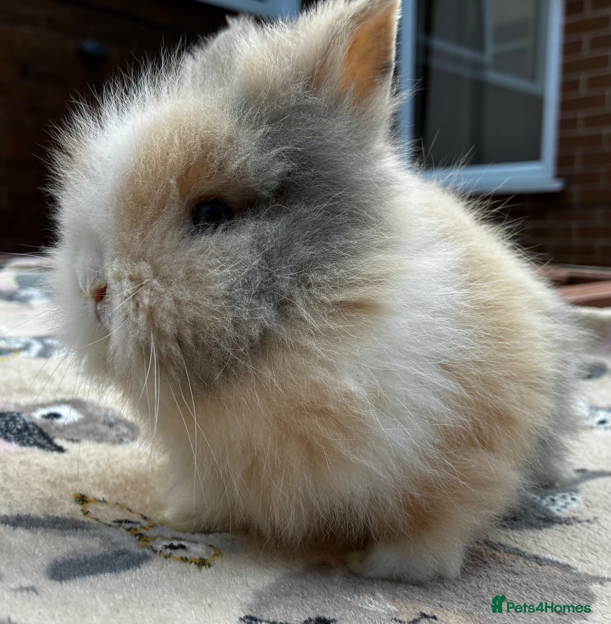 Lionhead rabbits LAST ONE READY TO GO NOW  - Advert 1