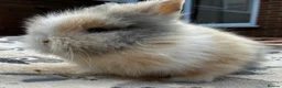 Lionhead rabbits for sale: PURE BRED LIONHEAD BABIES - Advert 5