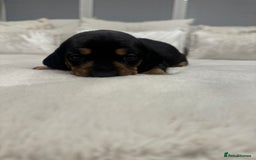 Dachshund dogs for sale: dachshund pups dapple and black & tan - Advert 27