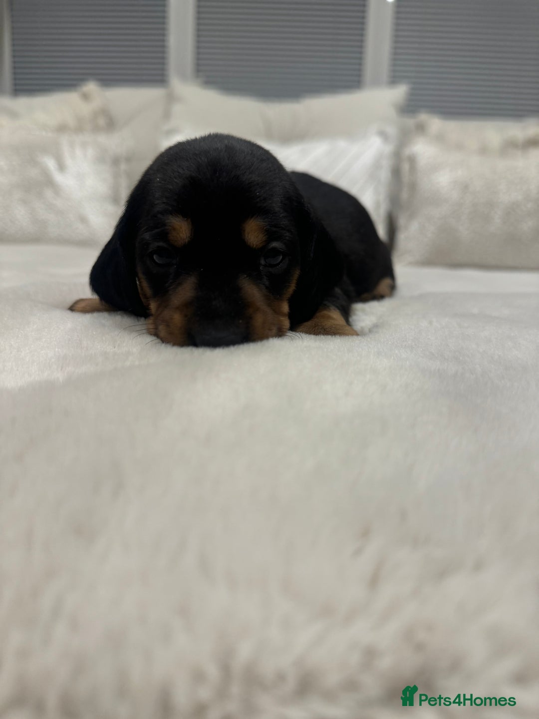 Dachshund dogs for sale: dachshund pups dapple and black & tan - Advert 27