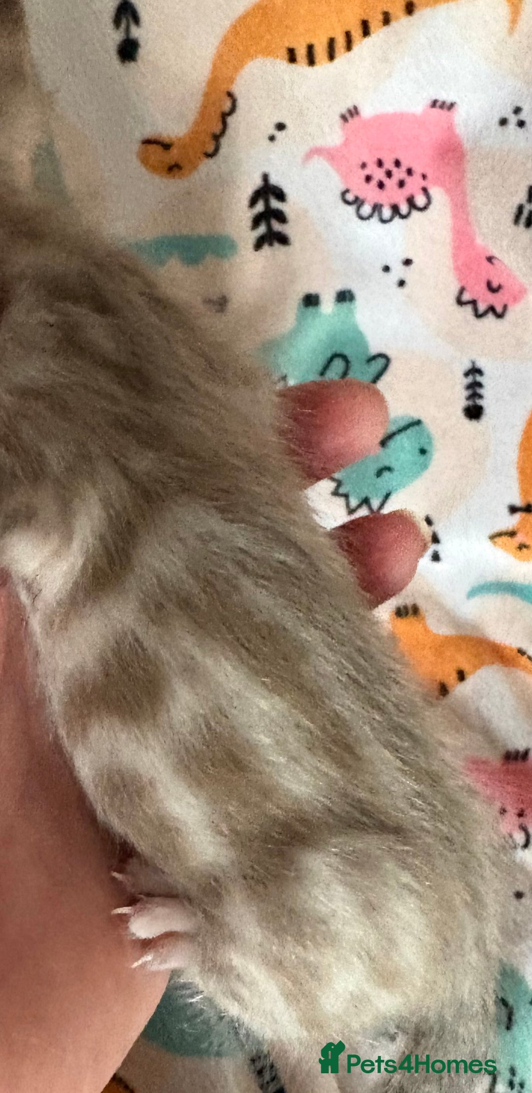 Bengal cats for sale: Stunning Tica reg Bengal kittens  - Advert 4