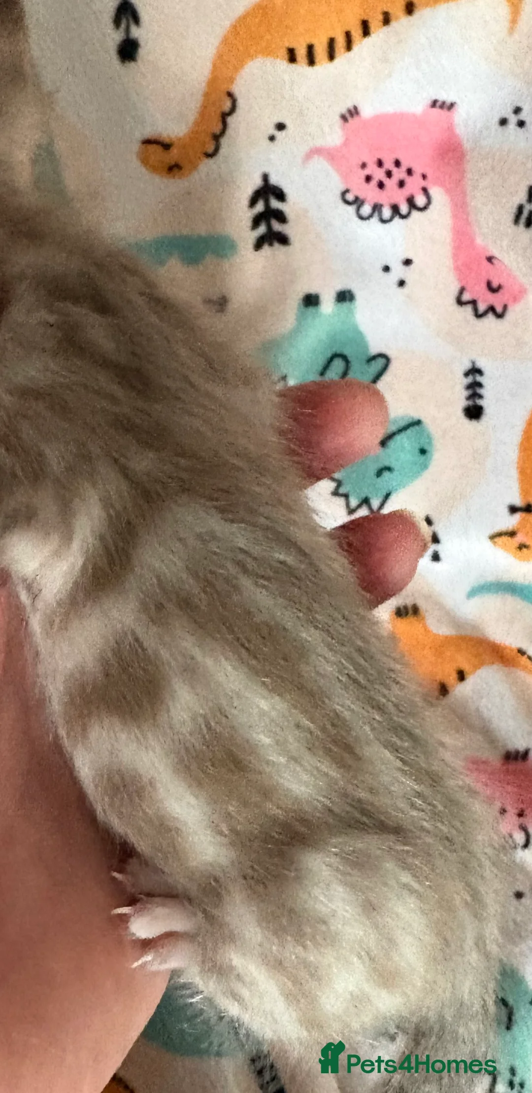 Bengal cats for sale: Stunning Tica reg Bengal kittens  - Advert 26