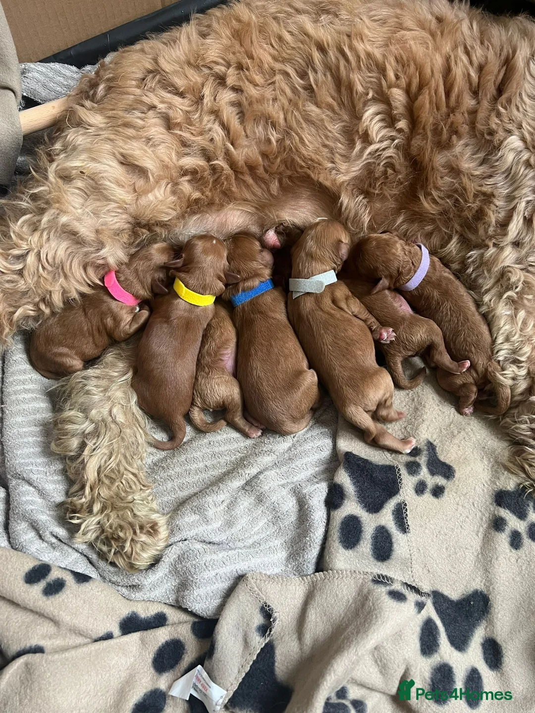 Miniature Poodle dogs for stud: ✅️DNA Test Red KC Miniature Poodle Stud Manchester in Manchester - Advert 18