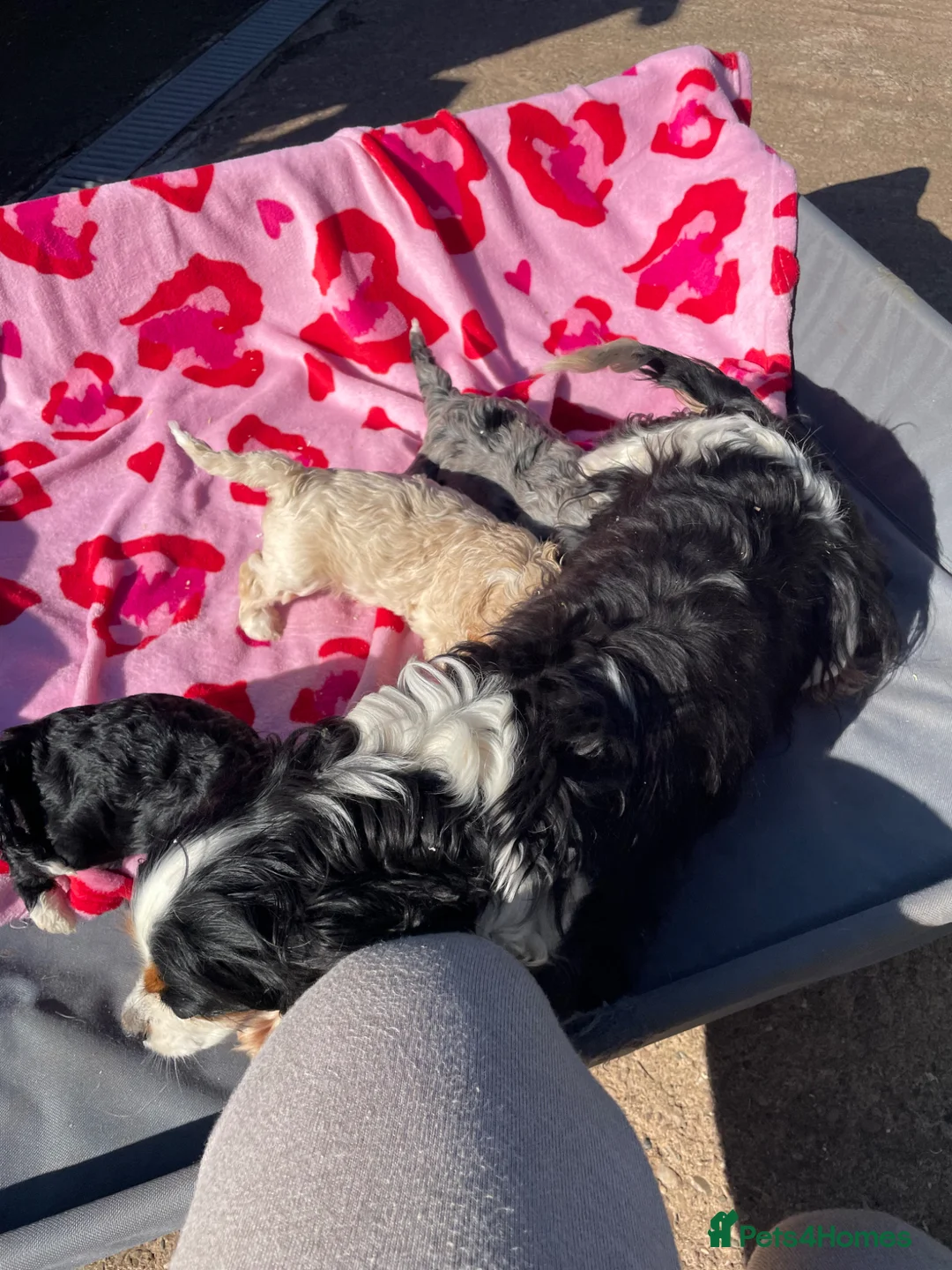 Cavapoo dogs for sale: F1 Cavapoo puppies born  ** 's Day 💝 - Advert 15