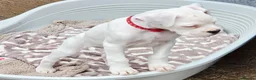 Boxer dogs for sale: READY NOW! Quality White KC Reg Boxer Puppies - Advert 5